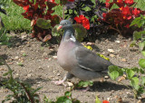 Pigeon ramier 807P.jpg