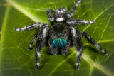 Daring Jumping Spider Phidippus audax 1862.JPG