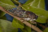 Cicada