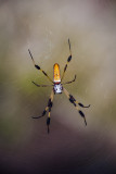 Golden Silk Spider 3403r.jpg