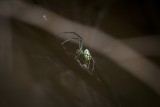 Orchard Spider 3373r.jpg