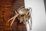 Orb Weaver spider.jpg