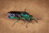 Cukoo Wasp_5323r.jpg