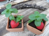 Strawberry Plant Ice Cream Dessert