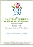 CCNPro Certificate