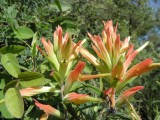 Castilleja tenuifolia
