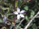 Plumbago pulchella Boiss