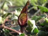Aristolochia sp.