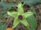 Gonolobus uniflorus (Estrellita verde)