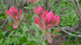 Scarlet Paintbrush