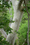 Arizona Sycamores at Montezumas Castle