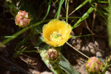 Cactus flower