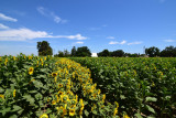 Sunflowers in the Sacramento Valley near Woodland
