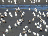 Bunch of bird-brains on the beach