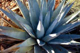 Cathedral Rock Trail-Agave cactus