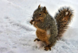 One of our squirrel friends