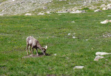 Big Horn Sheep near Summit Lake