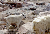 Mountain Goat Kid