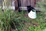 Blackie Monitors the Yard