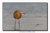 Roodhalsreiger - Reddish Egret