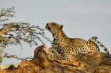 Leopard - Panthera pardus