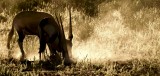 Gemsbok - Oryx gazella