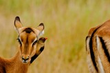 Impala ride I