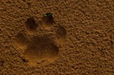 Leopard - Panthera pardus
