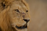 The pride of the pride