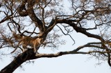 Leopard - Panthera pardus