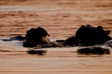 Hippo - Hippopotamus amphibius