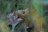 Leopard - Panthera pardus