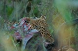 Leopard - Panthera pardus
