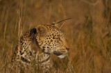 Leopard - Panthera pardus
