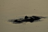 Hippo - Hippopotamus amphibius