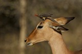 Impala ride II