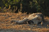 Basking