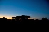 Dawn