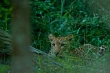 Leopard - Panthera pardus