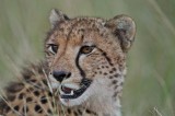 Cheetah - Acinonyx jubatus