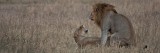 Lion - Panthera leo