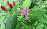 Honeysuckle after the Rain