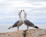 Herring Gulls Series