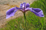 Flowers of Maine Series