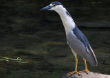Black-crowned Night Heron 