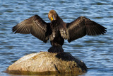 Double-crested Cormorant   (2 photos)