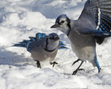 Blue Jays