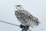 Snowy Owl  (3 photos)
