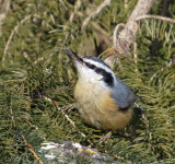 Double Nuthatch   (2 photos)