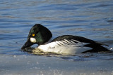 Common Goldeneye   (3 photos)